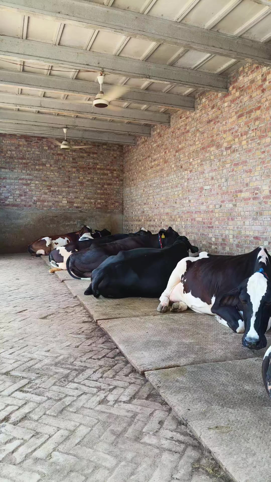 @joyia dairy farm