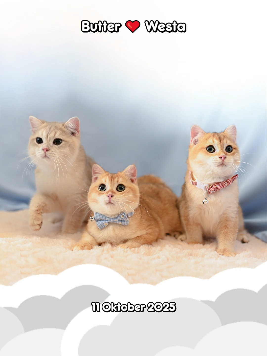 @dutchthebritishcat