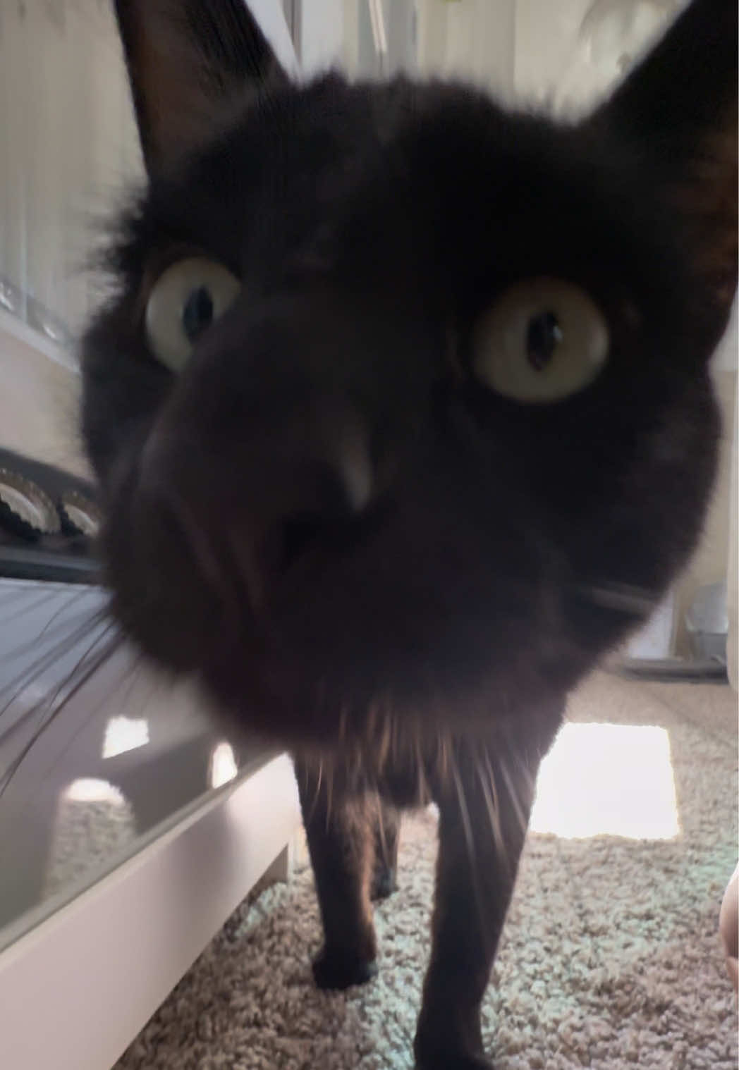 @furtastic4cats