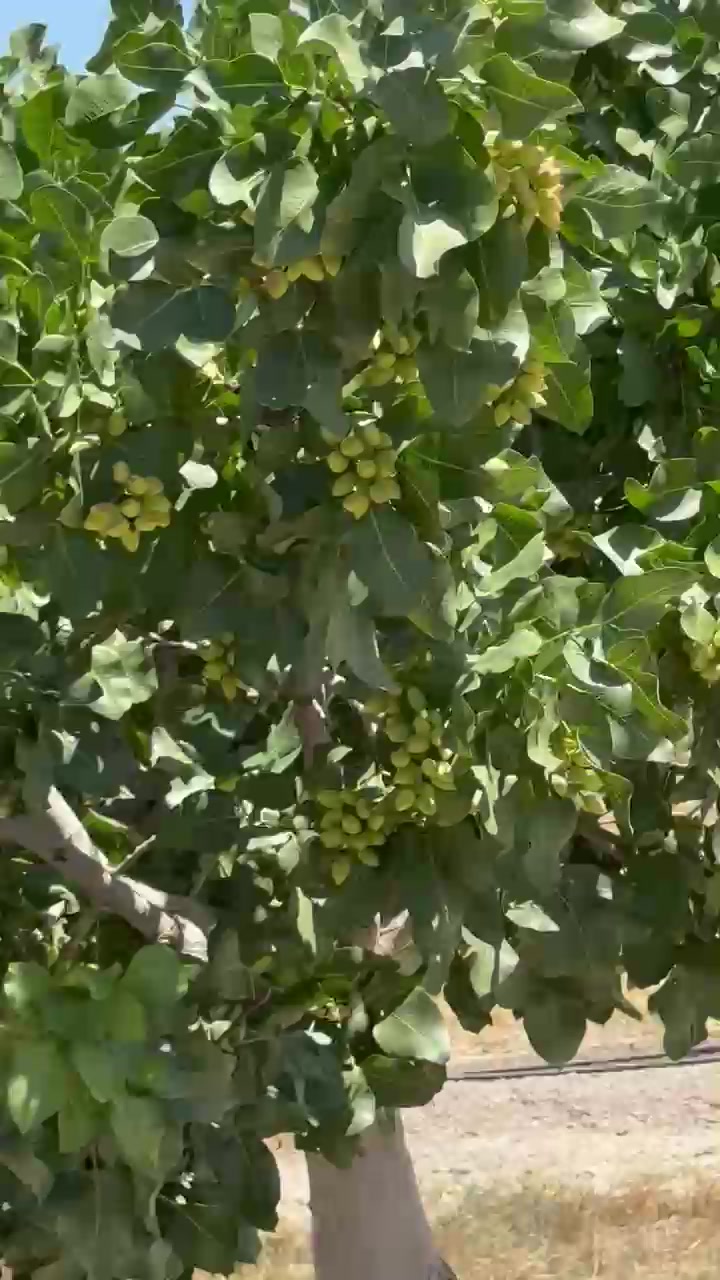 @AcemiNursery