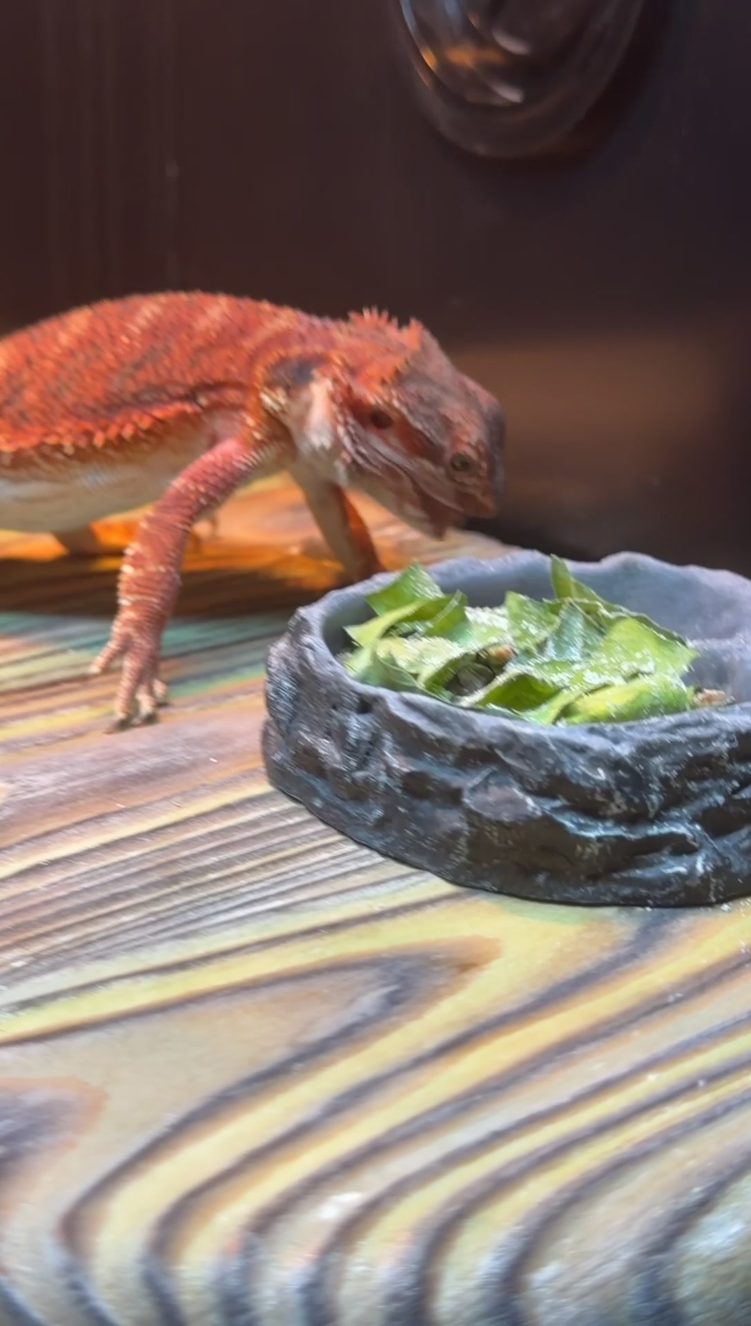 @KsK-Exotics