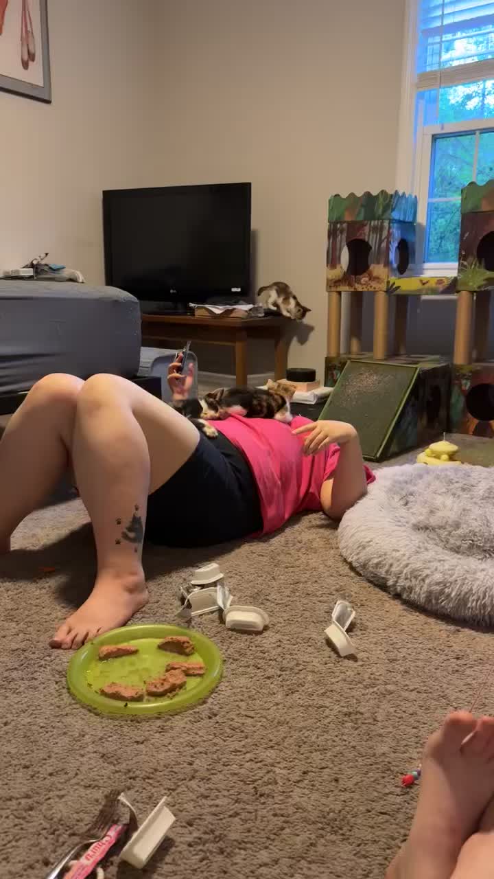 @Chaos and Cats