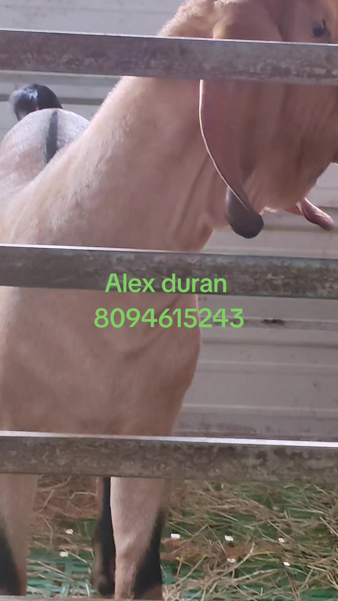 @alexduran7558