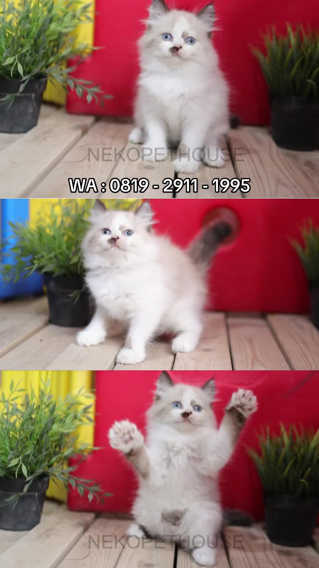 @Nekopethouse - Adopsi Kucing
