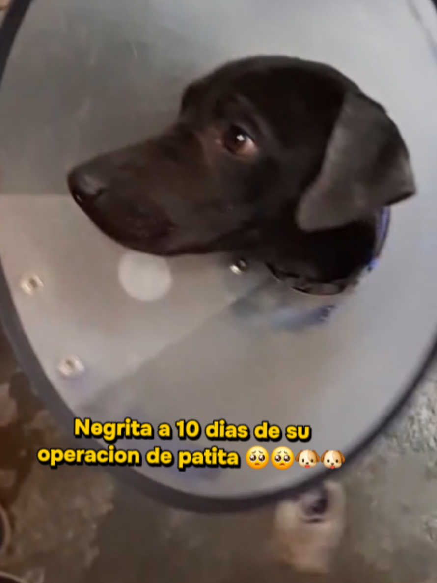 @Will AnimaLover
