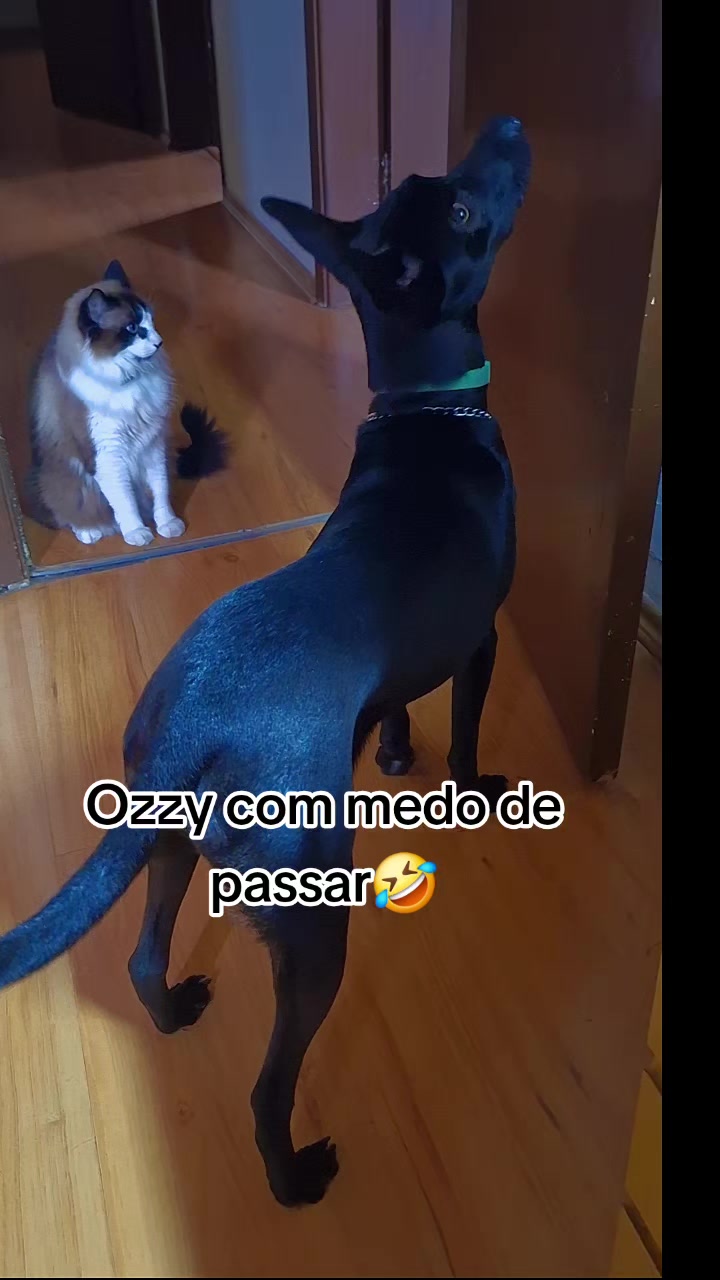 @MagdAmAnimais😾🐶🕊🐅🐍🐢🦜