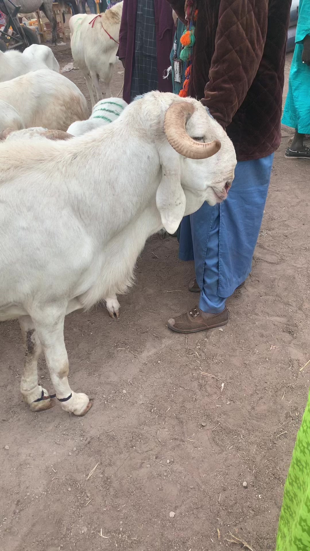@Bergerie Soundiata Keita🐏🐑