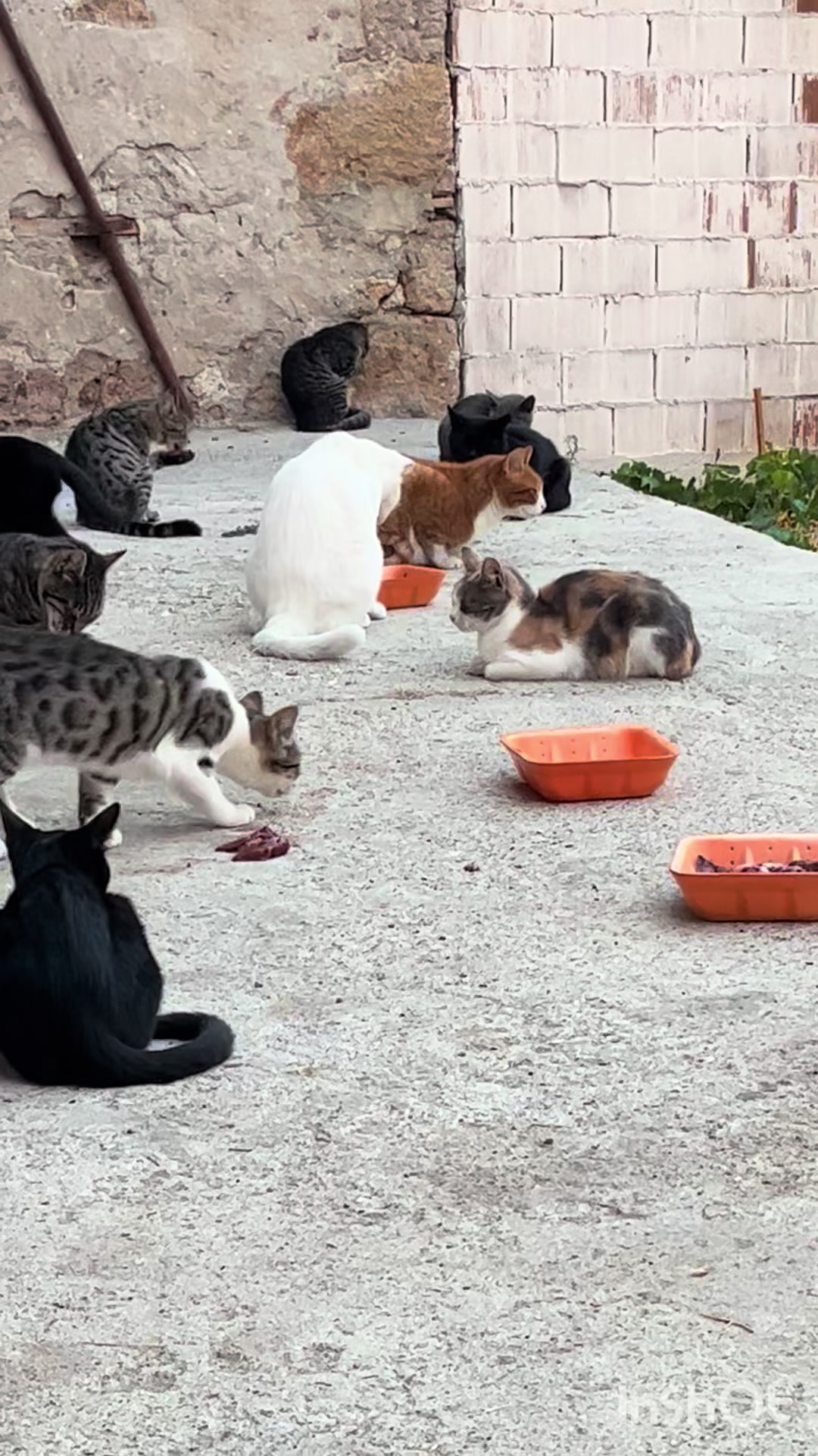 @&Ccedil;i&ccedil;inin k&ouml;y evi