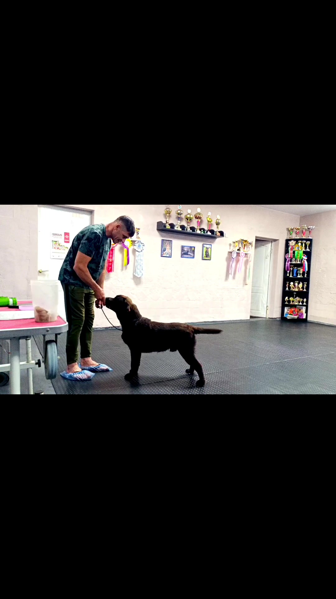 @Labrador_le_Grand