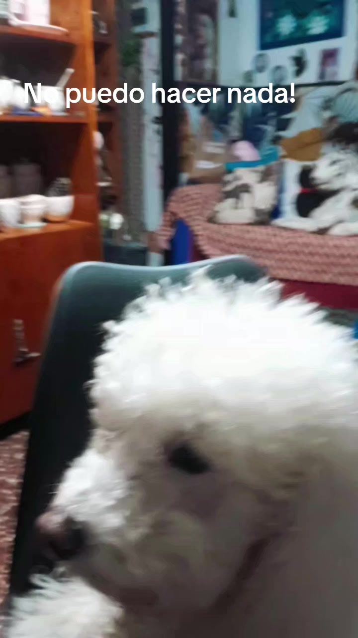@perrito Dio y su familia