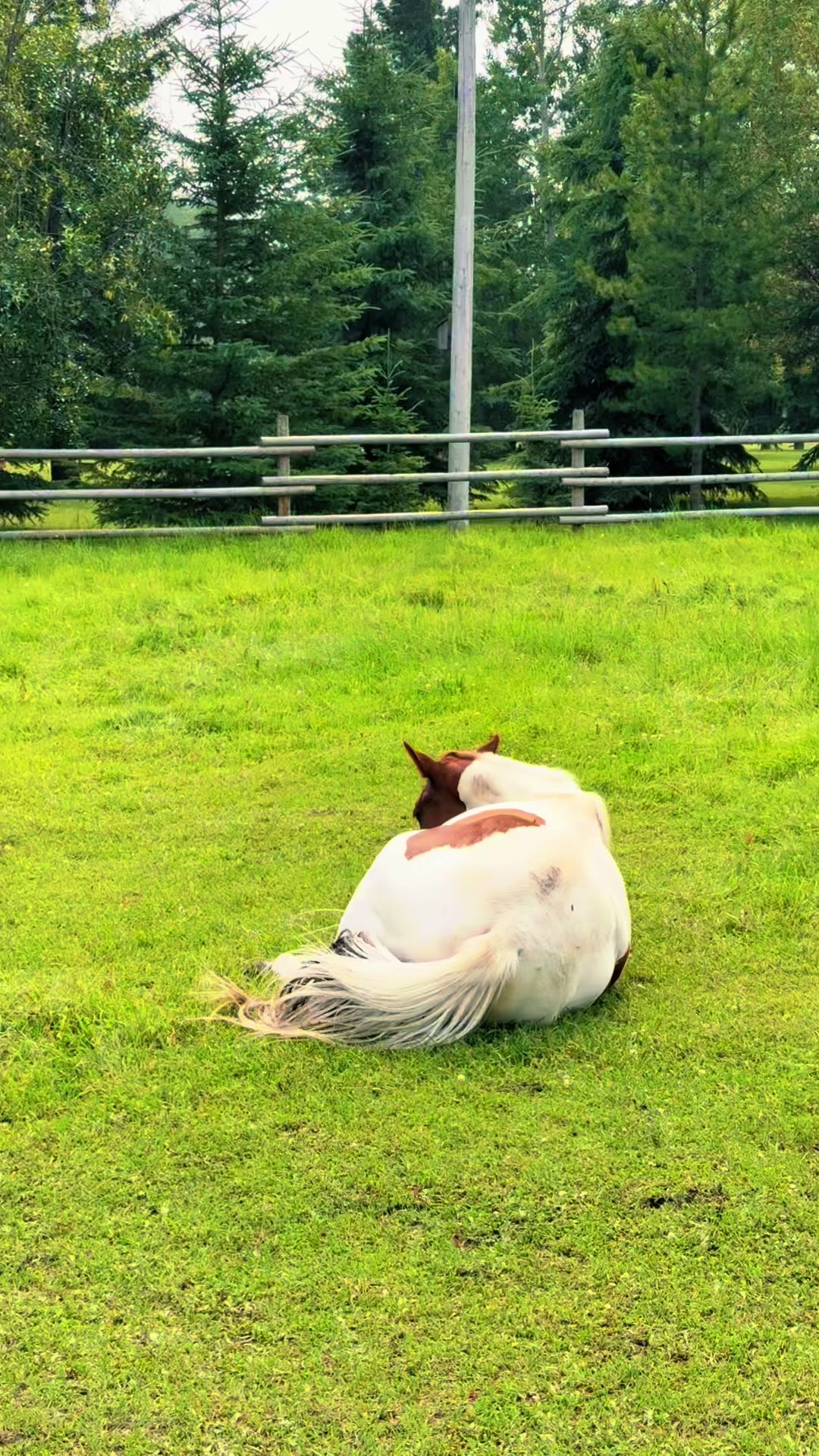 @Ferally Fowl Farmstead