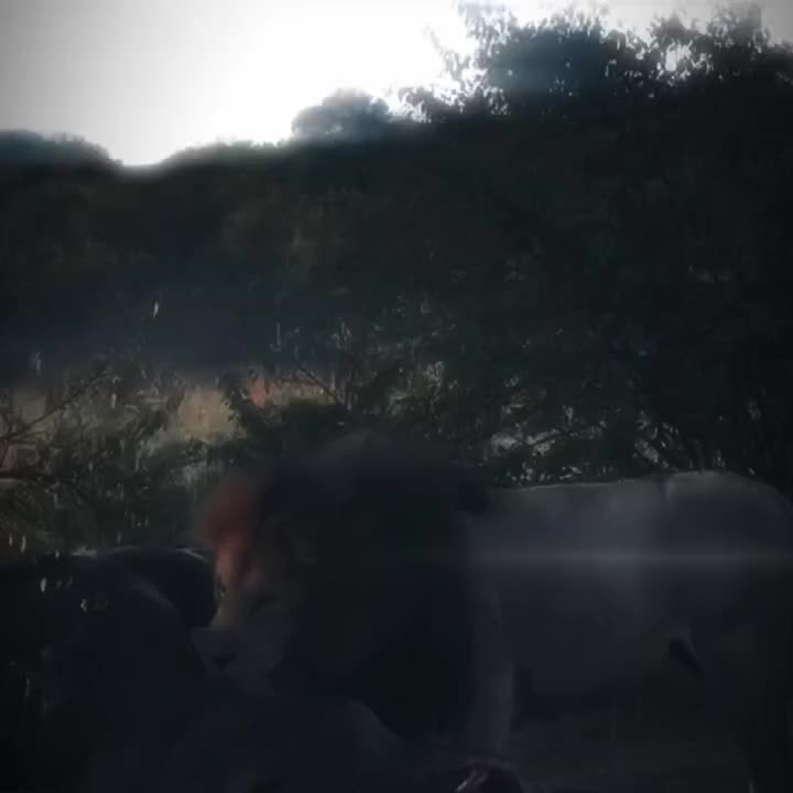 @Sy