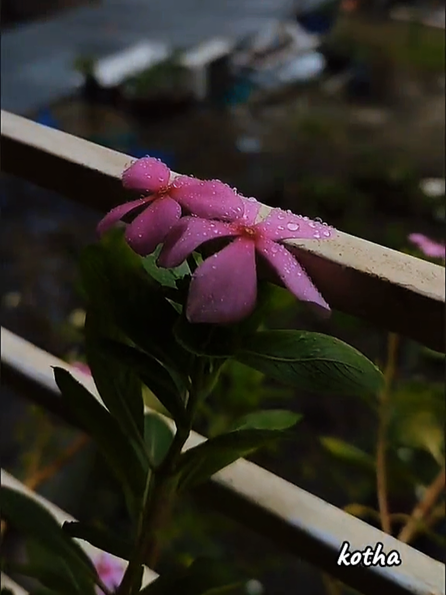 @Kotha0726