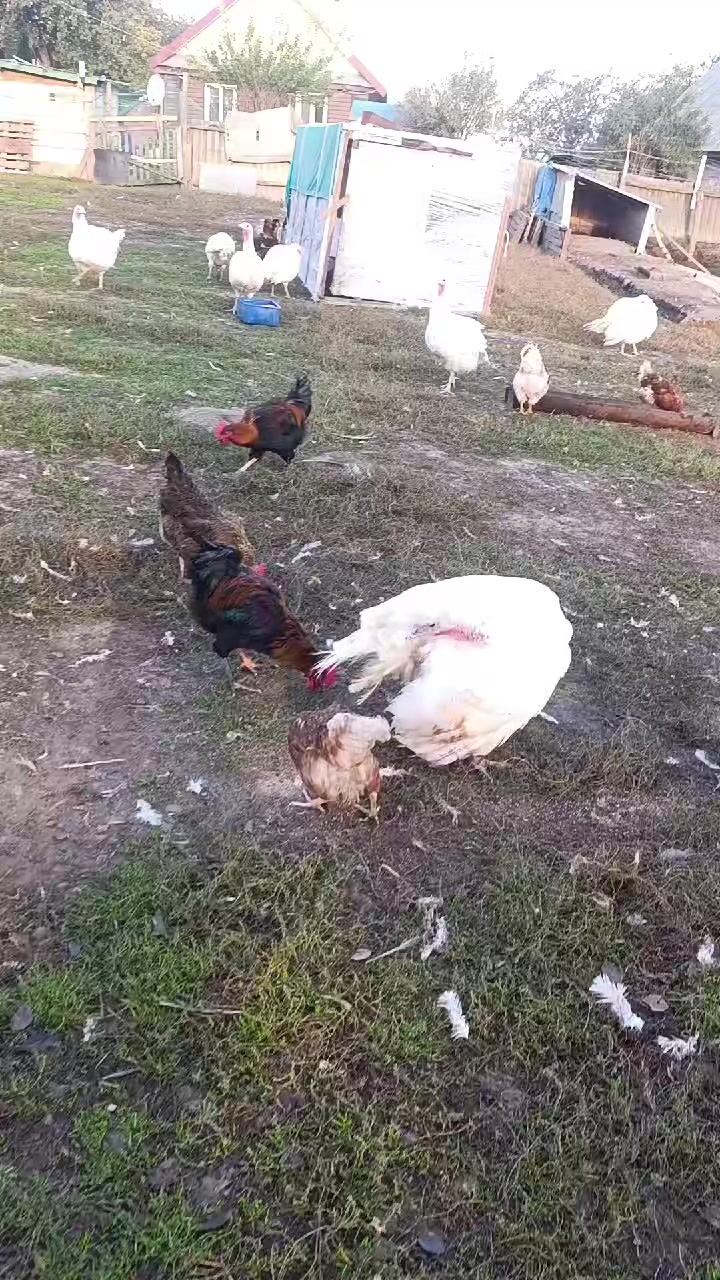 @дедока из тик тока