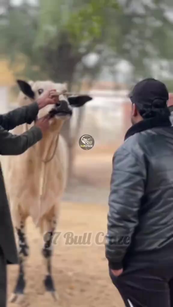 @Abdullah جان❤️🔥