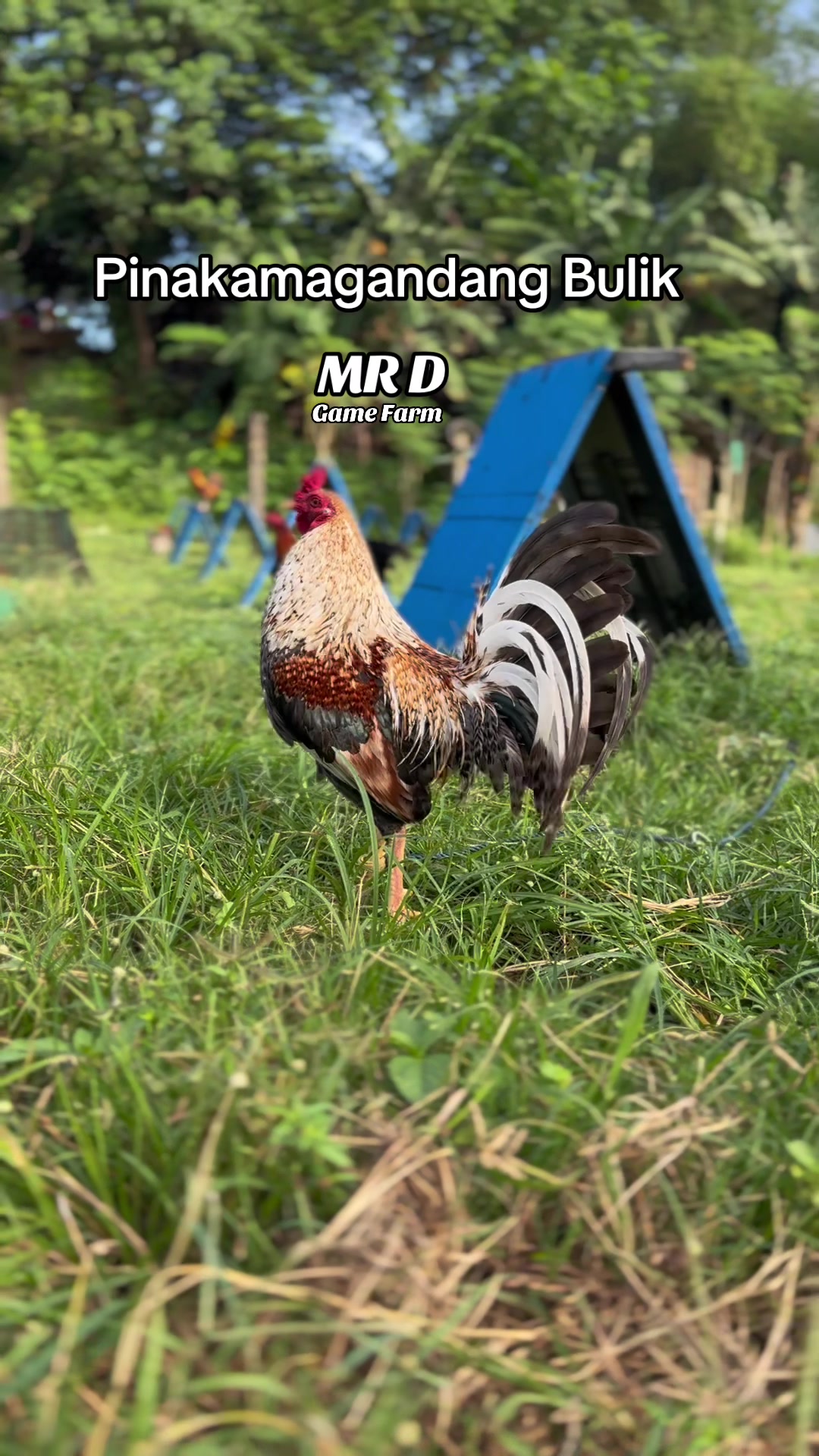 @MR D Game Farm