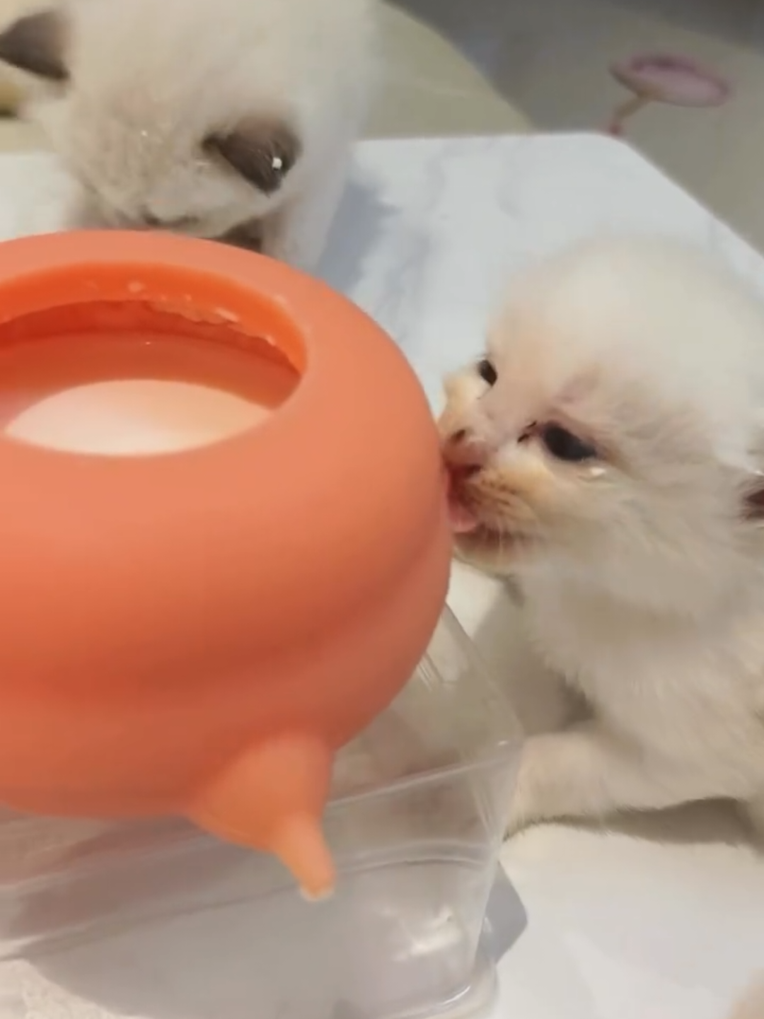 @Chonky World Of Cats
