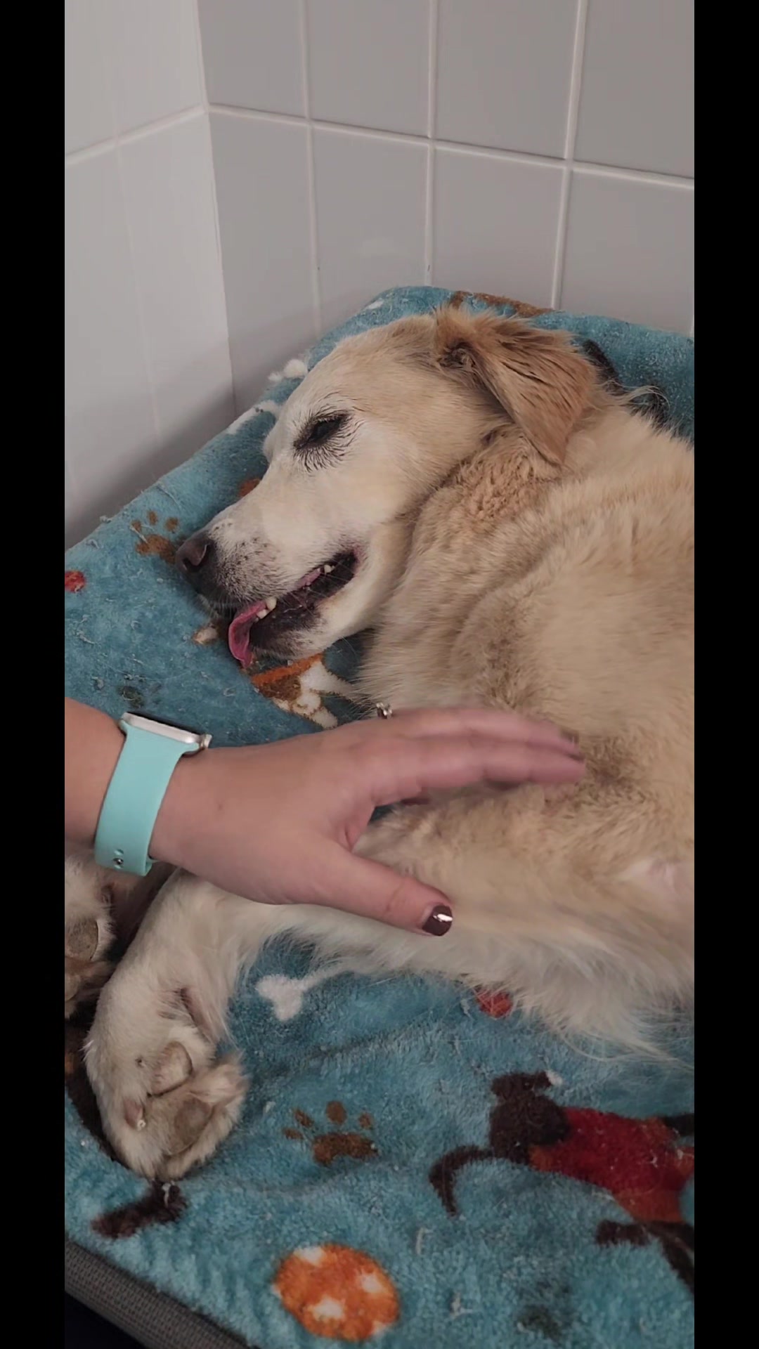 @familypethealth