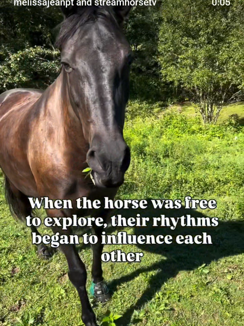 @streamhorse