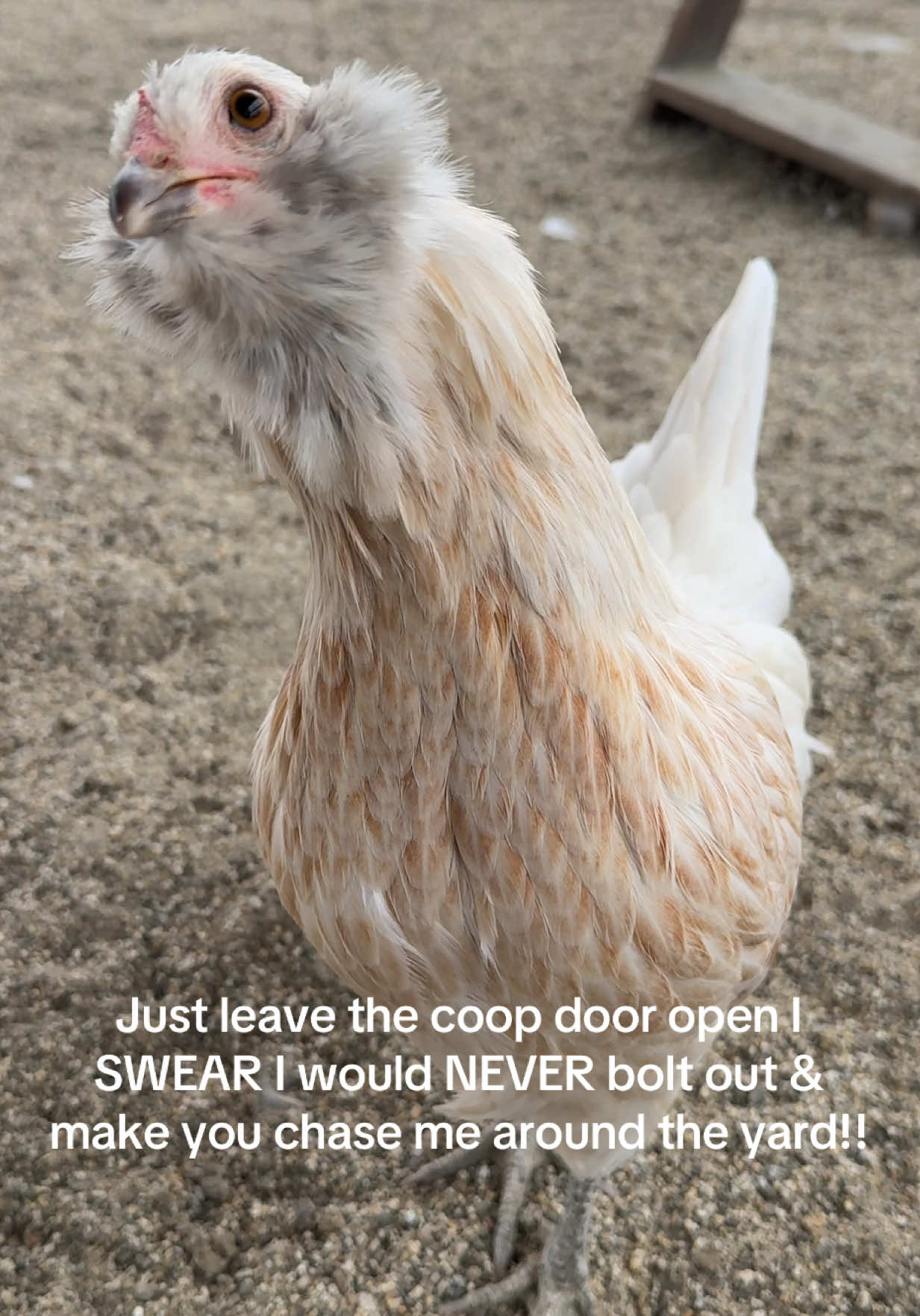 @Simply Chickens
