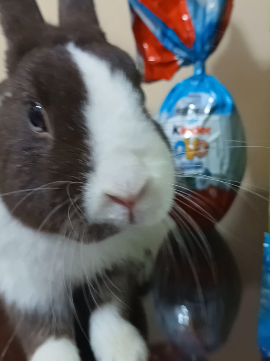 @🐰