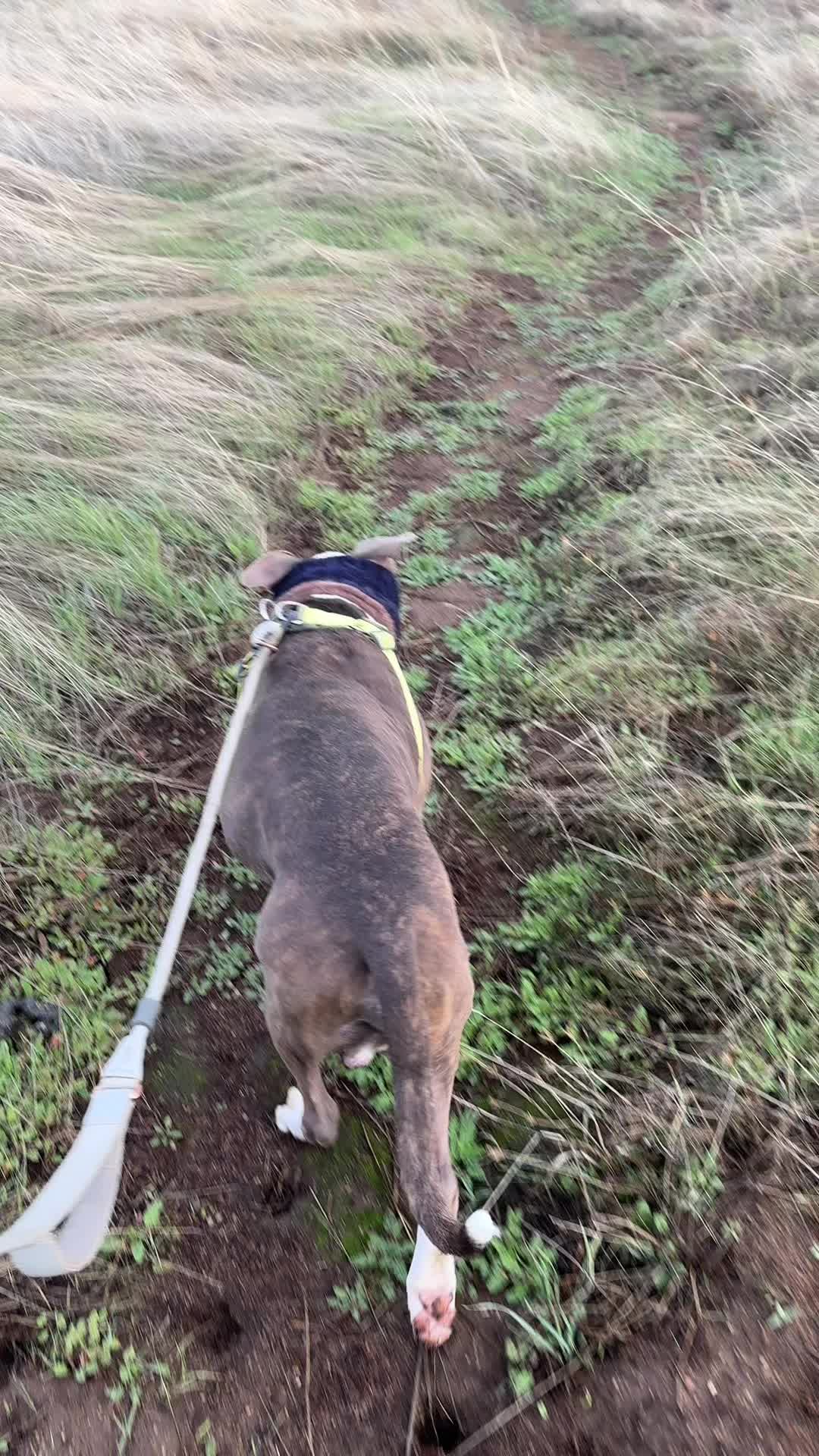 @caponethepitty