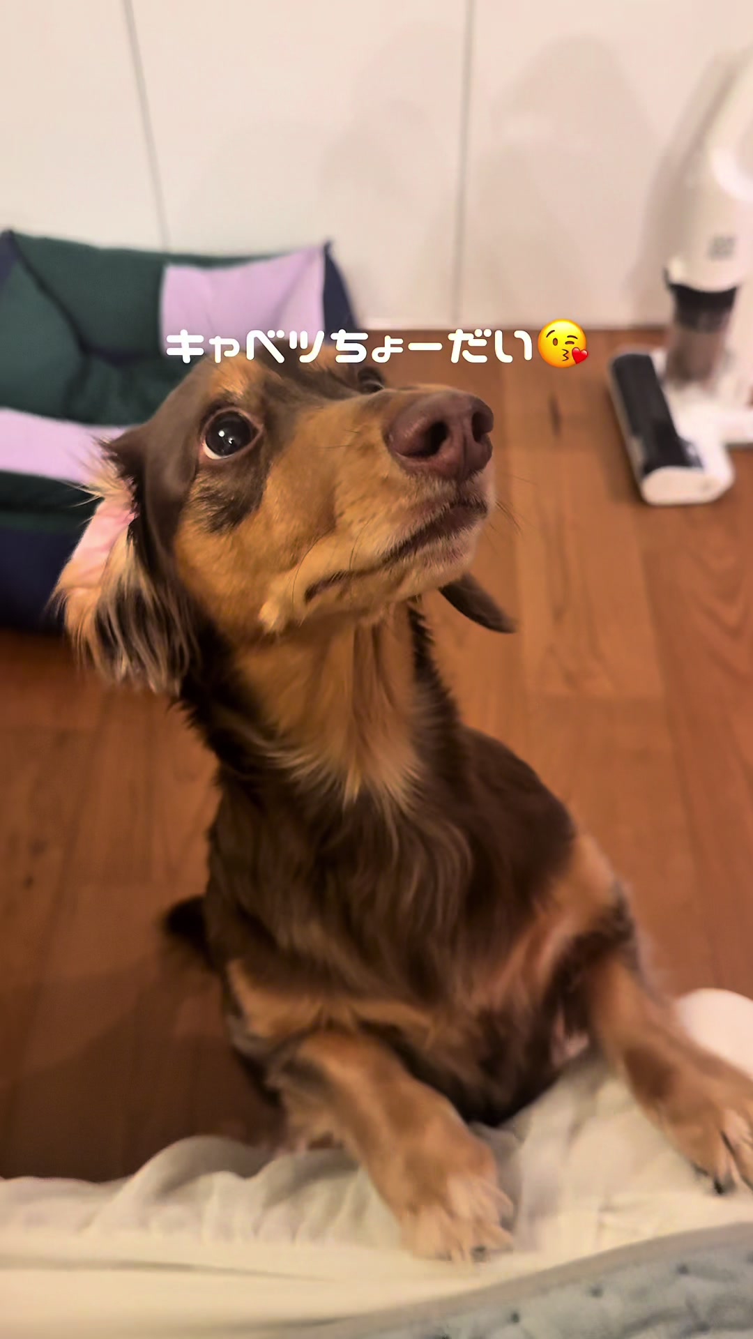@ミニチュアダックスフンド_まろん