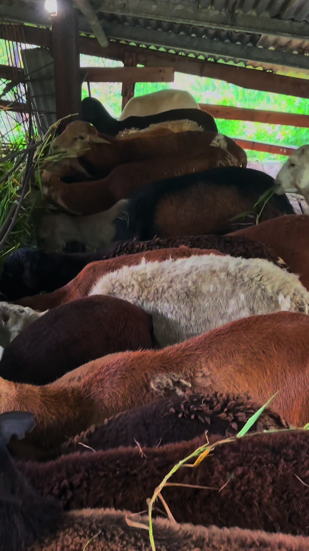 @S.Ali livestock‼️