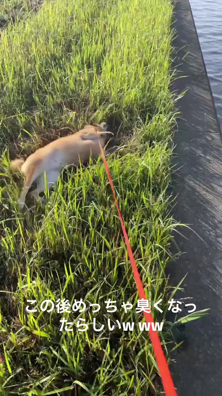 @柴犬むーちゃん