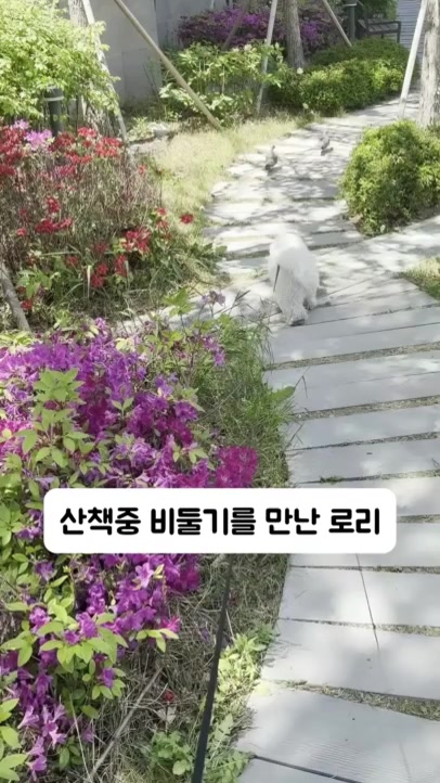 @꼬똥로리