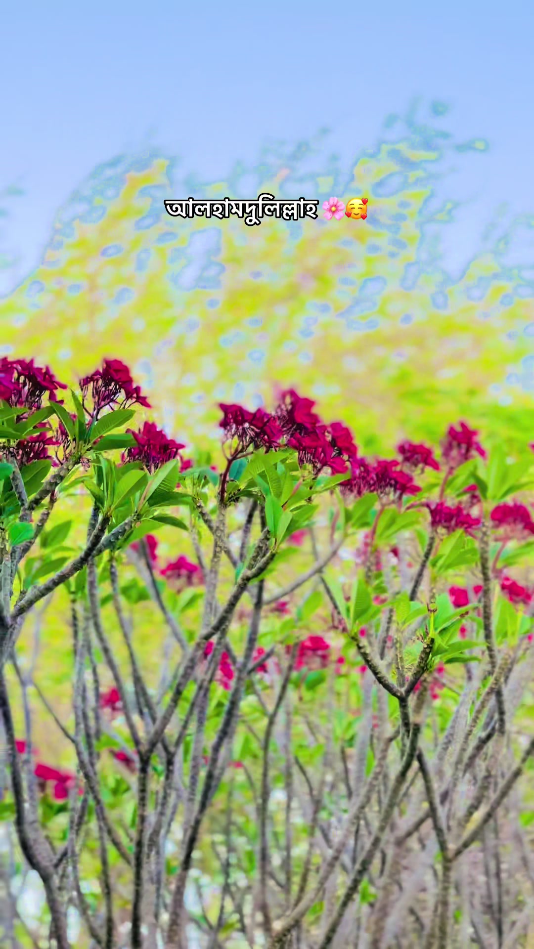 @𝐌𝐞ℍ𝕖𝐷𝑖 𝗛𝗮𝒮𝒶𝗡 _ツ