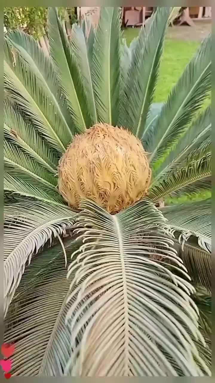 @Fruits🍑 Video
