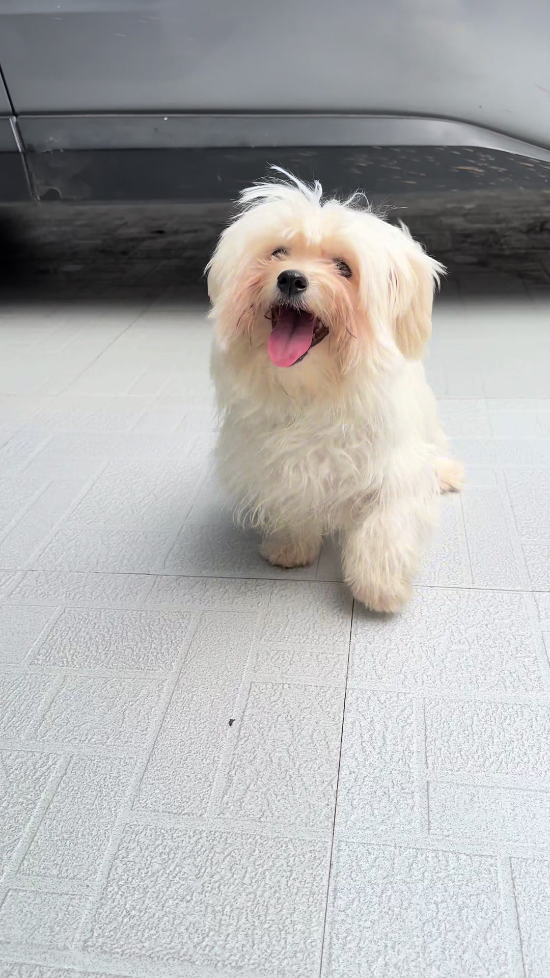 @KENNEL+๐พ