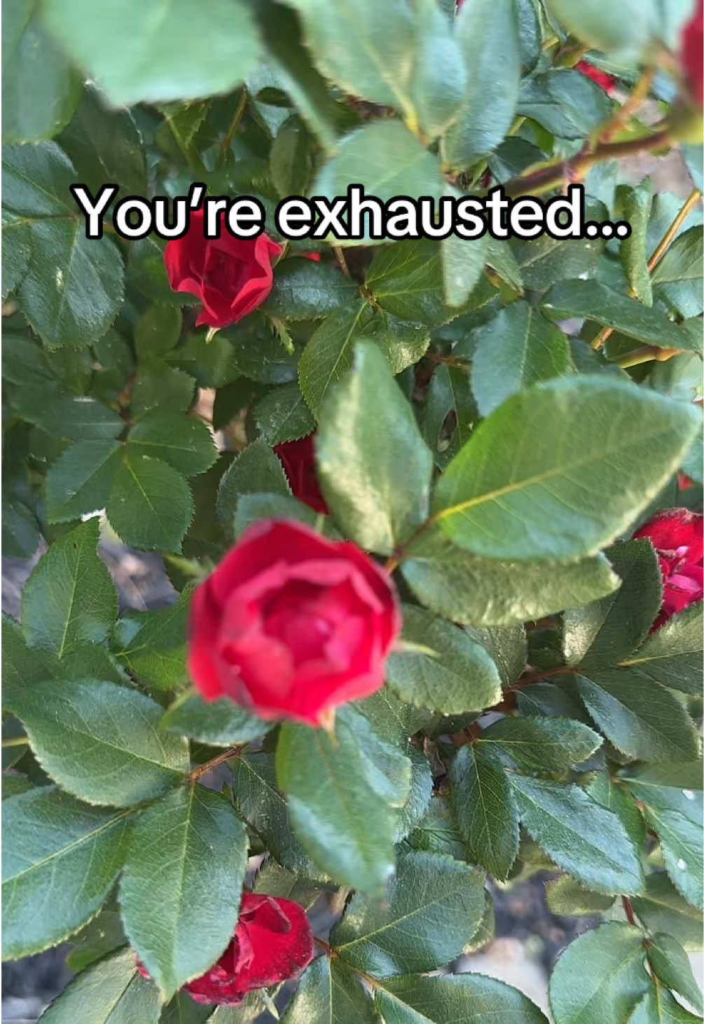 @Rae | Narcissistic Abuse Coach