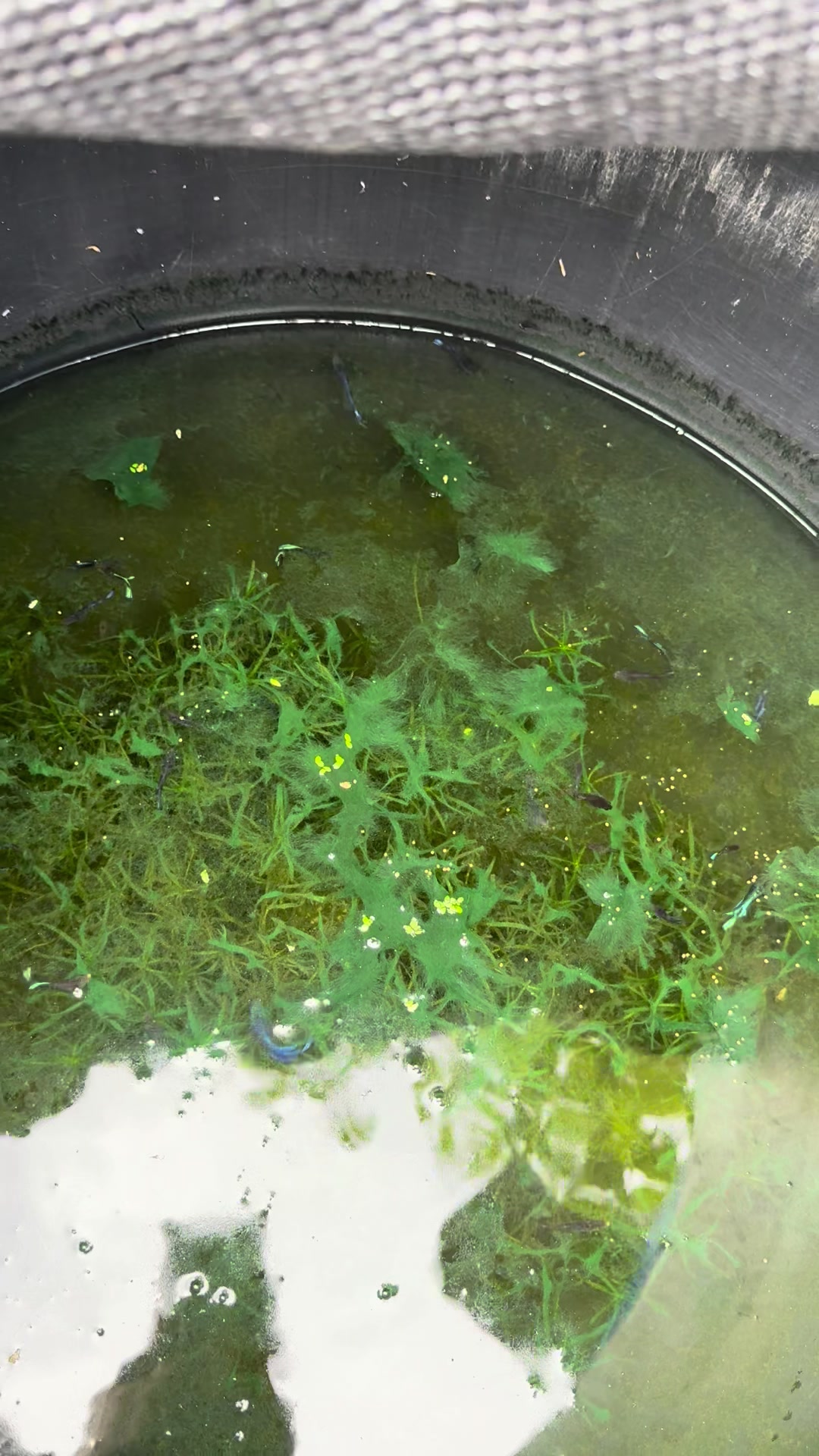 @Avipezrd