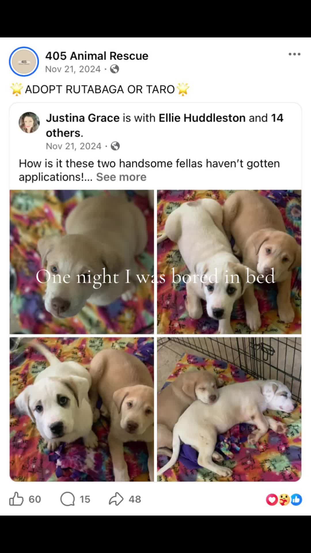 @405&ensp;Animal&ensp;Rescue