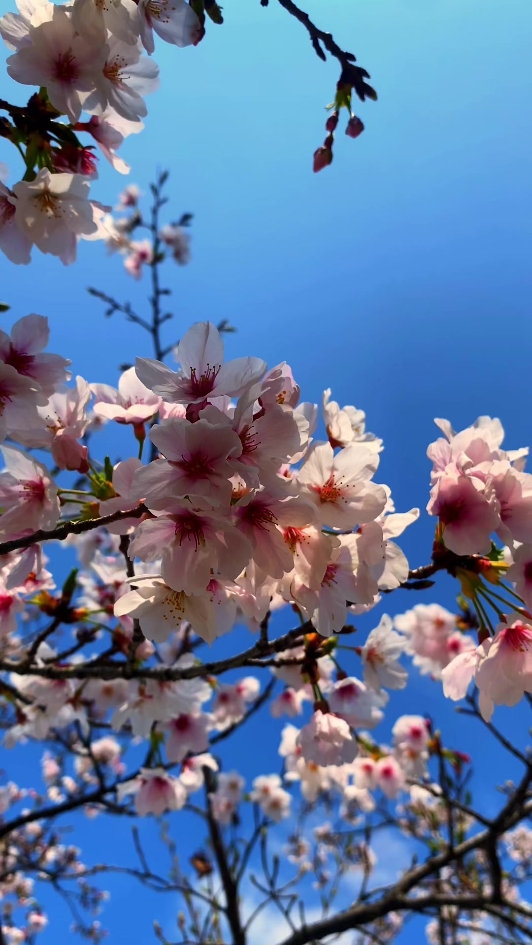 @Beauty of Japan