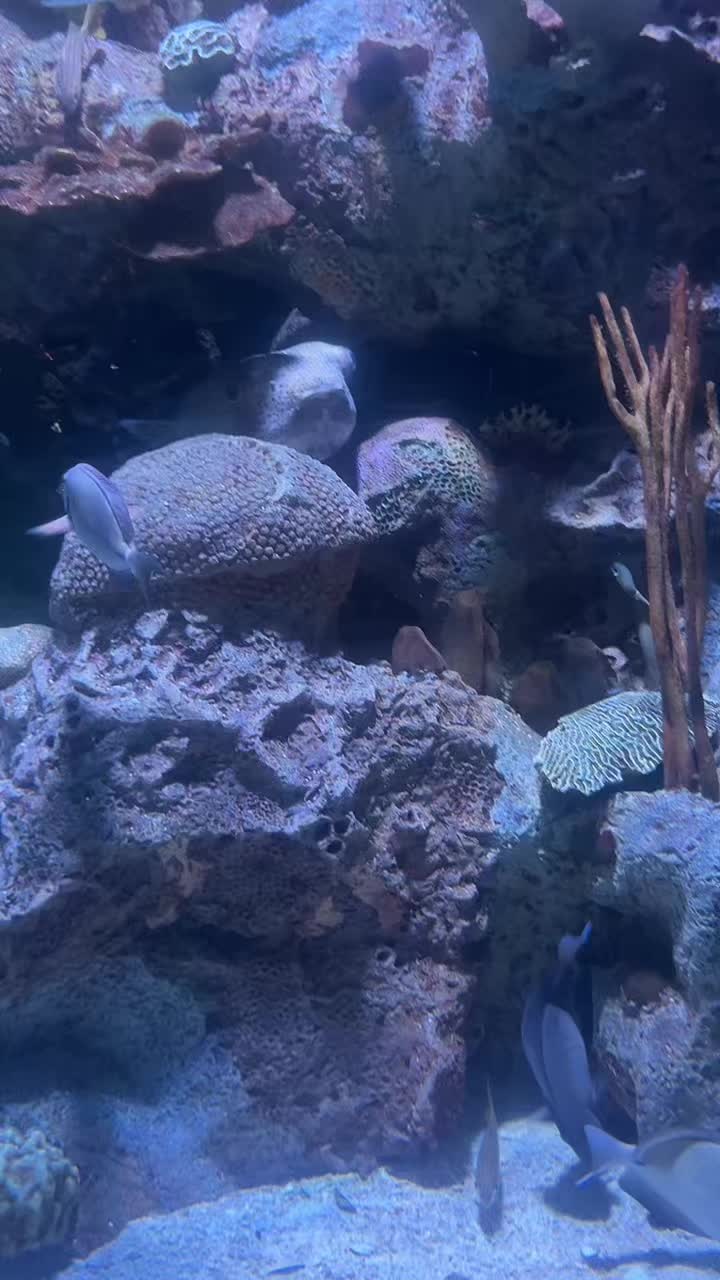 @🦈