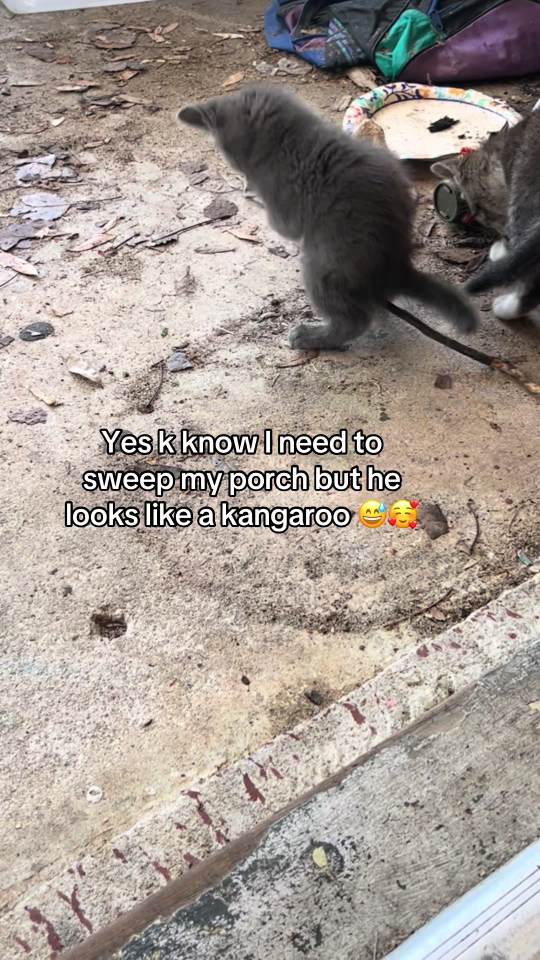 @Cats cats cats