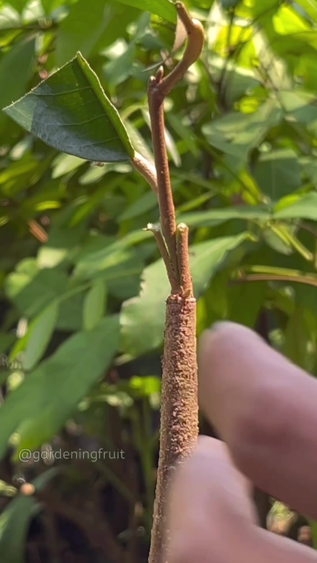 @GardeningFruits
