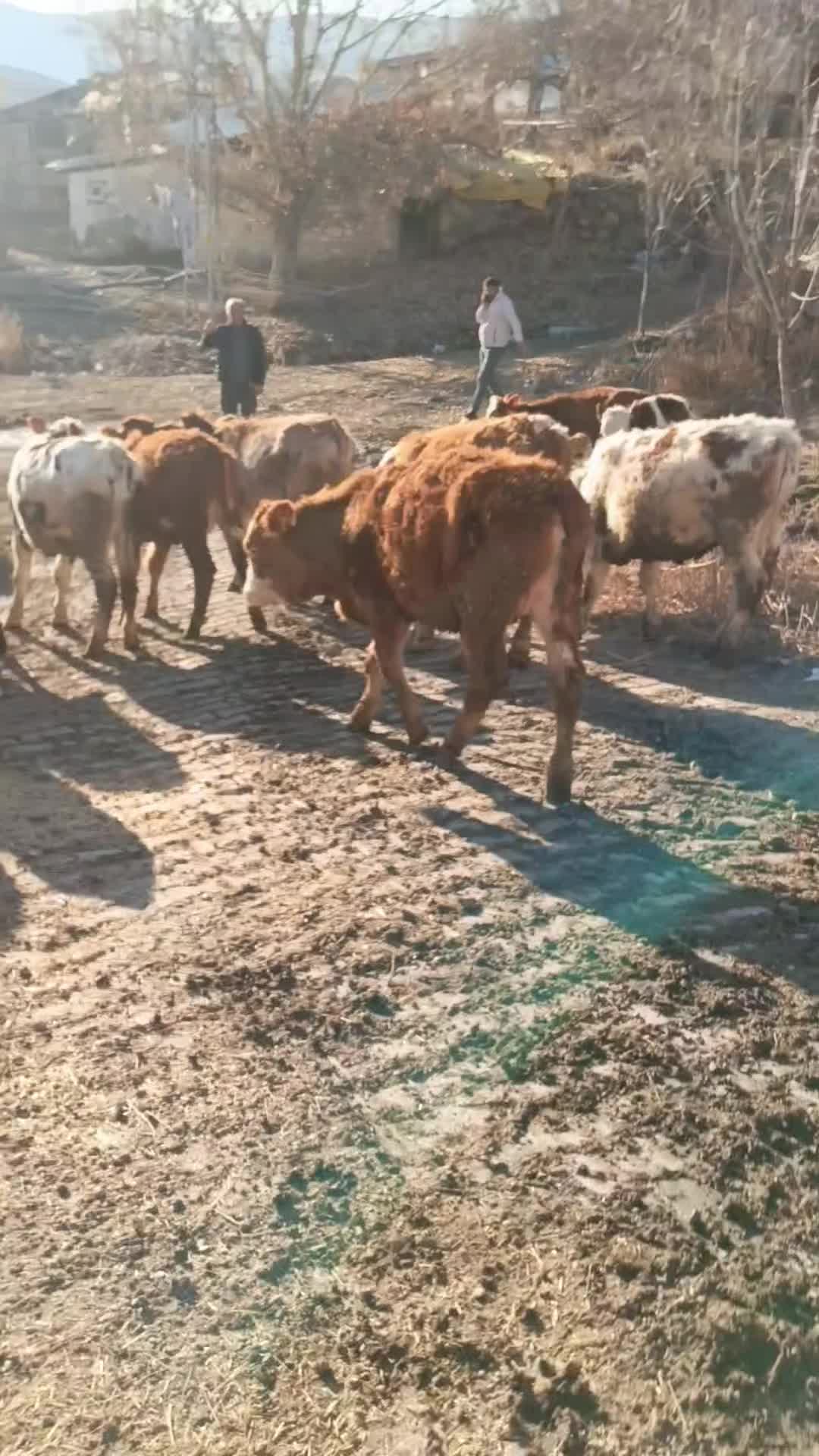 @Emre G&uuml;lmez