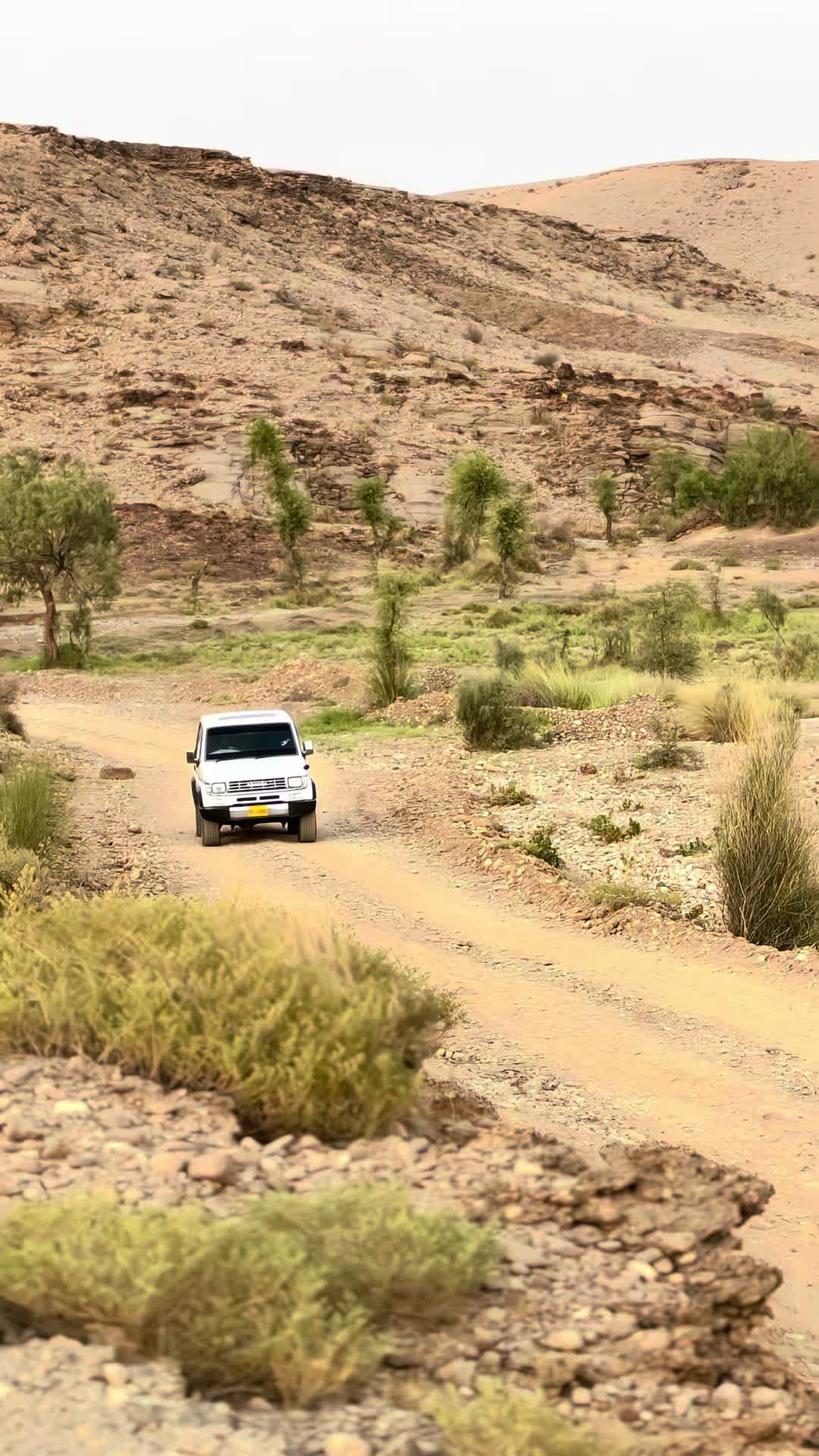 @جمالي طارق