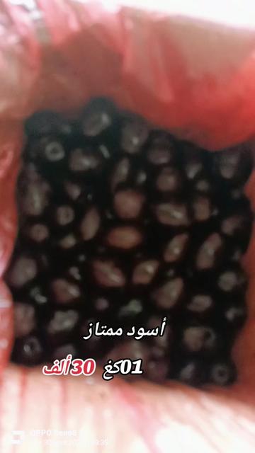 @🌿MOUSSA🫒Olive🥒Biskra🌴