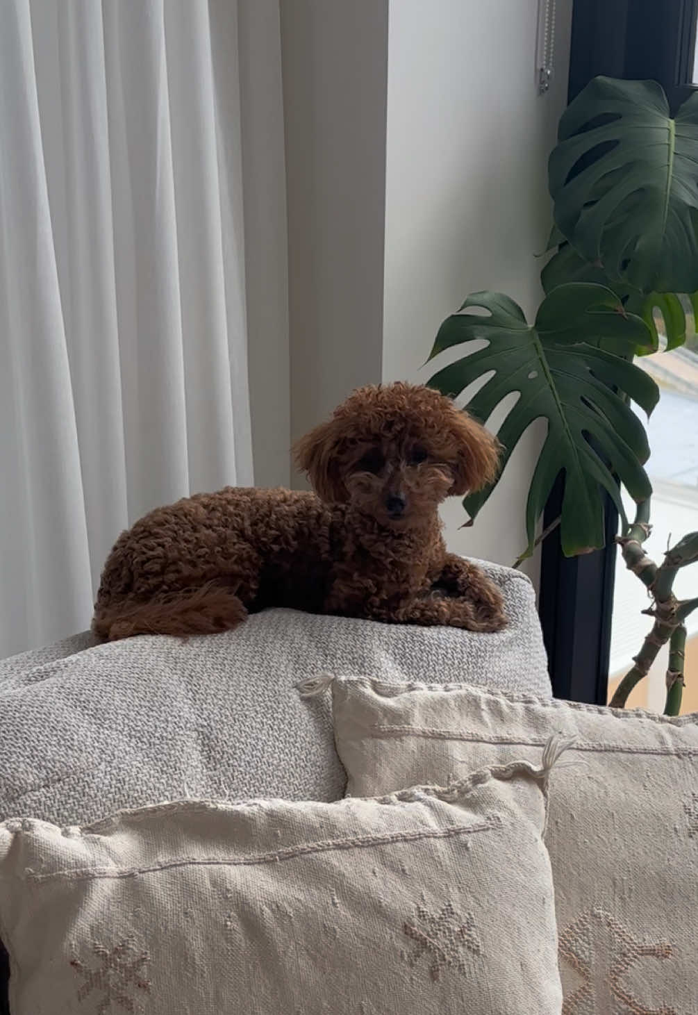 @peppermytoypoodle