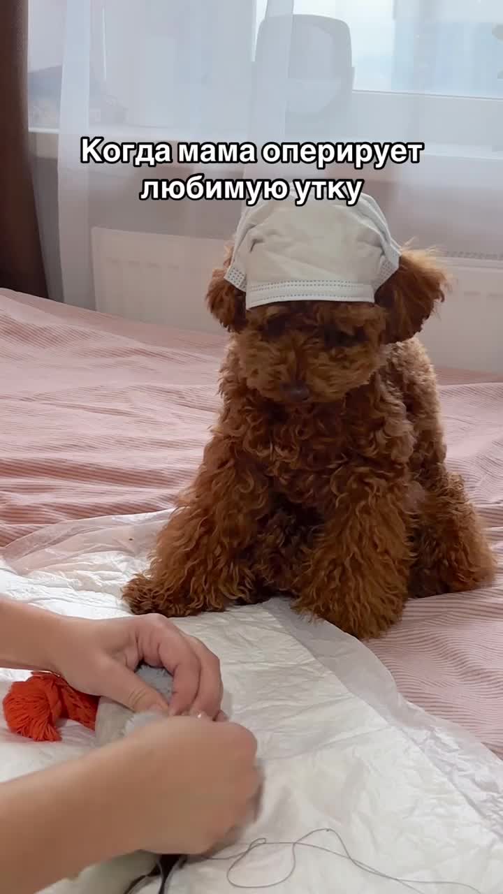 @Наталья Пудель 🐩