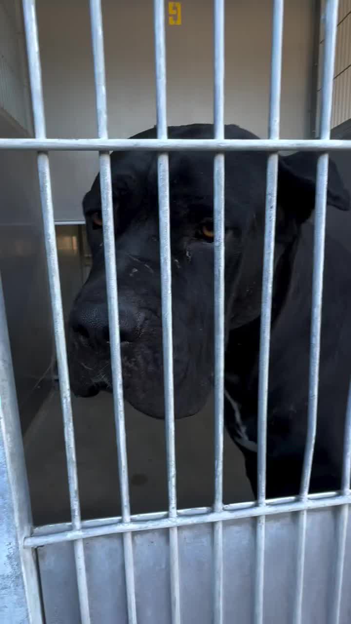 @Cane Corsos