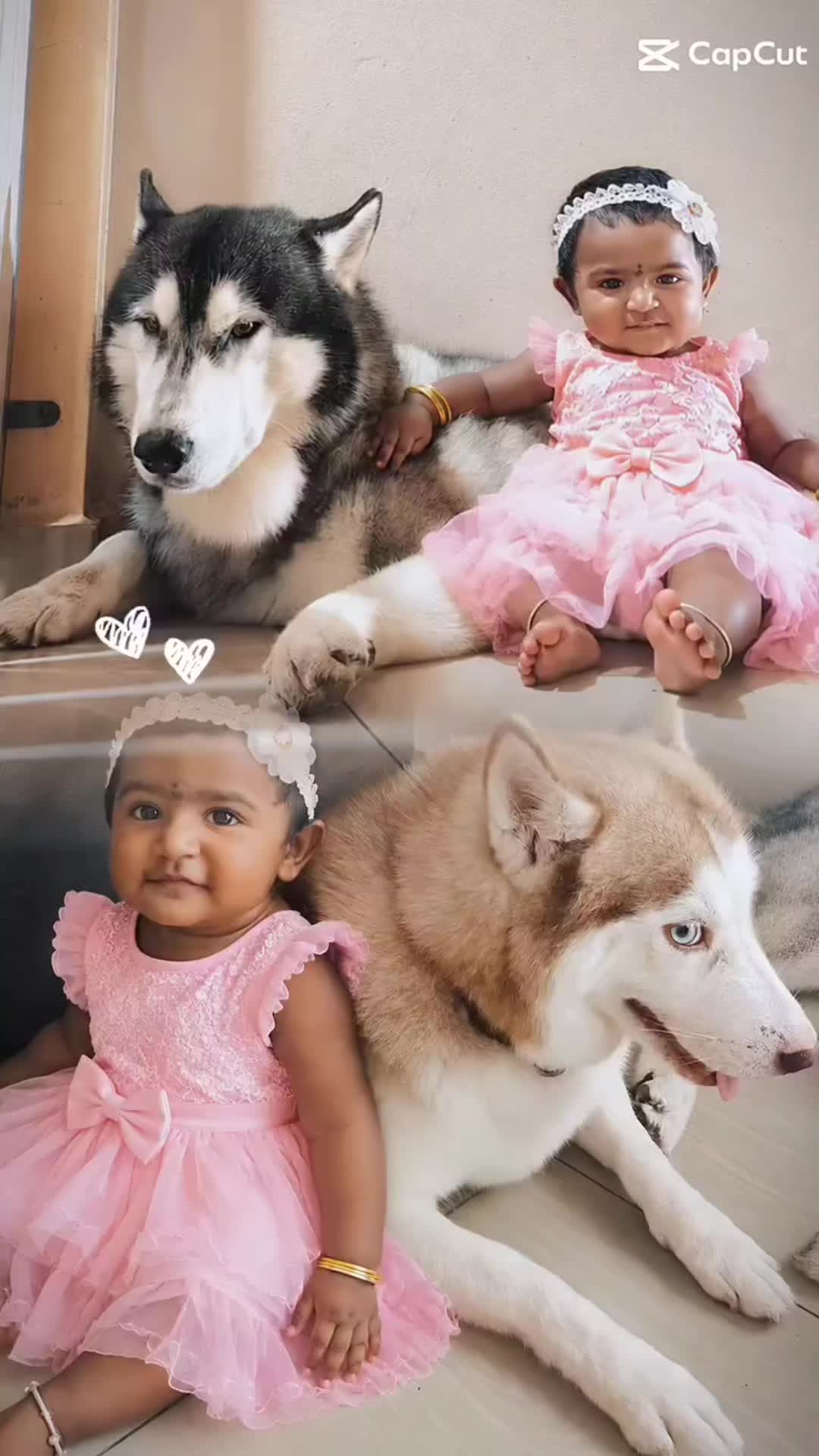 @TobbyMishika_TheHusky