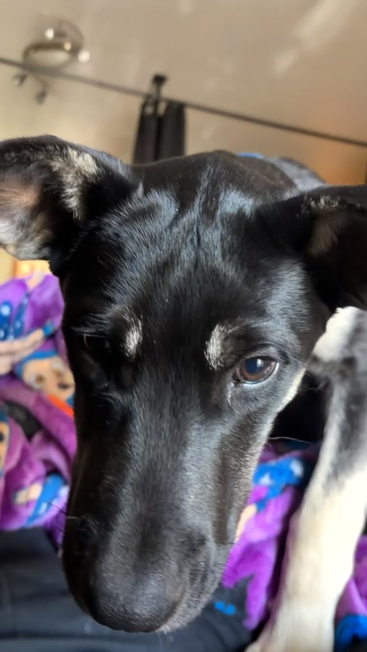 @bellaandrockieandsammie