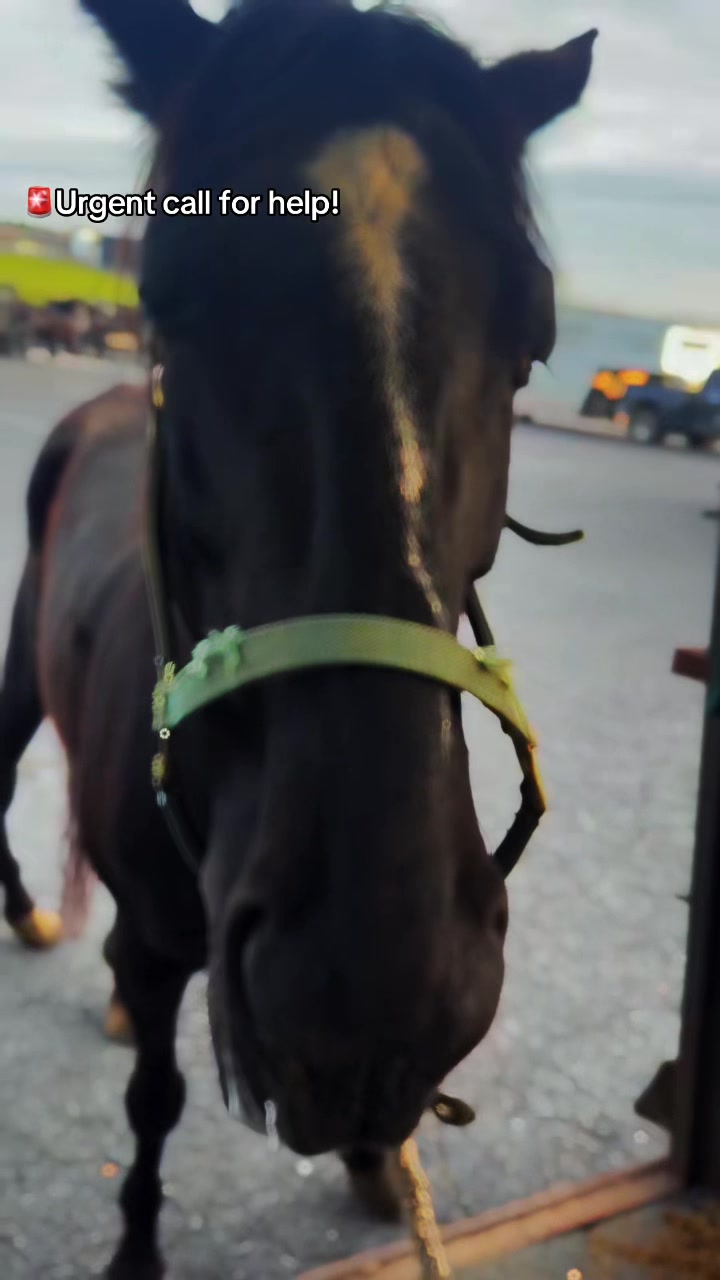 @maverickhorserescueorg