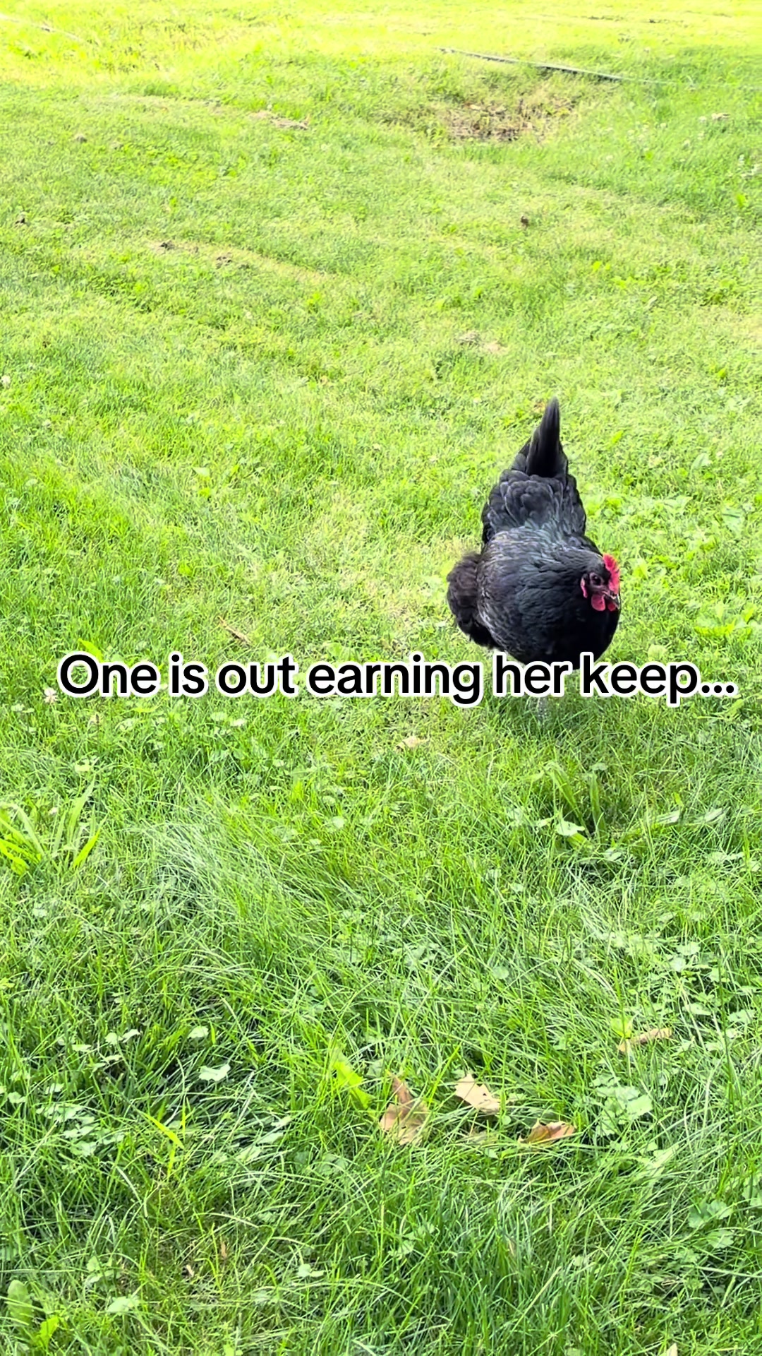 @Resistance Homesteaders